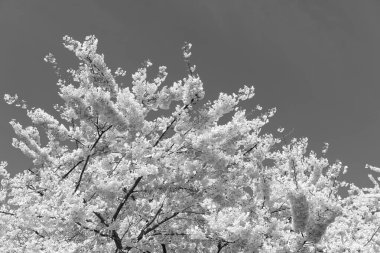 Bahar doğası. Çiçekli Sakura ağacı. Çiçek açan Sakura. Sakura çiçeği ve çiçek. Güzel bir bahar sezonu. Mavi gökyüzüne karşı pembe Sakura çiçeği. Japon kiraz ağaçları.