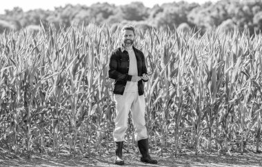 Tablet çekli İspanyol çiftçi. Ekin hasadı. Mısır tarlasında tabletli çiftçi tarım uzmanı. Modern tarımın teknolojisi. Tarlada tabletle çalışan çiftçi..