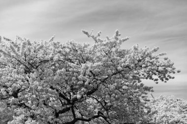 Sakura ağacı mavi arkaplanda çiçek açar.