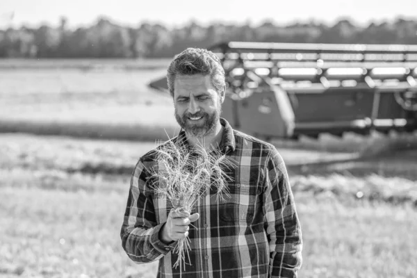 Buğday tarlasında çiftçi. Hasat ve çiftçilik. Tarlada çiftçi. İspanyol çiftçi tarla hasadını kontrol ediyor. Hasat makinesinde tarım yapan bir çiftçi. Ürün koruması. Tarım çiftliği.