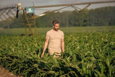 Ekin sulama. Tarım ve tarım. Sulama sisteminde tarımı sulayan bir adam. Kırsal kesimde bir çiftçi. Hasat tarlası sulanıyor. Damlatma sulama sistemi. Adam tarlada yürüyor..