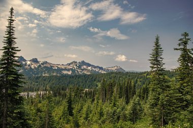 Dağ manzarası. Dağlı orman doğası. Dağ kırsalında doğa. Dağ manzaralı bir yer. Manzara kozalaklı orman. Çam ağacı ve ormanlı dağ manzarası.