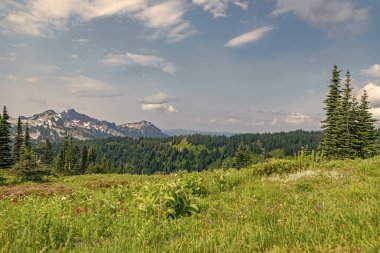 Dağ vadisi. Çam ağacı ve ormanlı dağ manzarası. Orman doğası. Yeşil vadi manzarası. Dağ kırsalında doğa. Kırsal vadinin manzarası. Huzurlu kırsal manzara.
