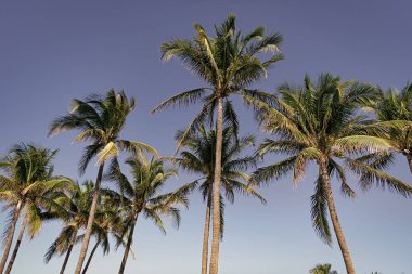 Florida 'da yaz tatili. Kaliforniya palmiyesi. Miami 'de tropik bir sahil. Palmiye ağacıyla tropik bir açık hava sahnesi. Tropik yaz tatili. Egzotik doğa. Palmiye ağacı. Tropik palmiye koruluğu.