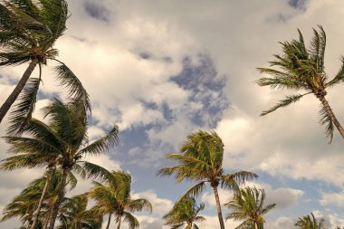 Palmiye ağacı. Miami, Florida 'da yaz tatili. Kaliforniya palmiyesi. Miami 'de tropik bir sahil. Palmiye ağacıyla tropik bir açık hava sahnesi. Tropik yaz tatili. Egzotik doğa.