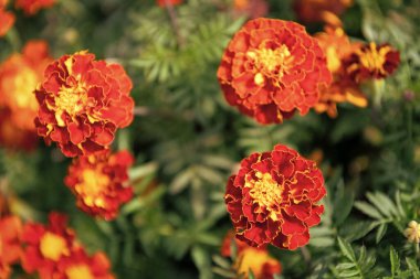 Çiçekli kadife çiçeği. Turuncu Aztek kadife çiçeği. Doğal çiçek tomurcukları. Flora Doğa. Doğada çiçek açan parlak çiçek. Kadife çiçeği. Doğada çiçekli kadife çiçeği.