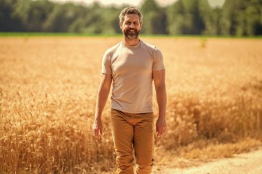 İspanyol çiftçi tarla hasadını kontrol ediyor. Tarımcı çiftçi adam. Ürün koruması. Tarım çiftliği. Buğday tarlasında çiftçi. Hasat ve çiftçilik. Tarlada çiftçi.