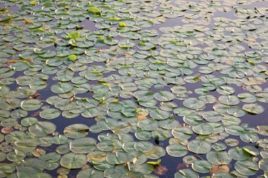 Göletteki nilüferlerin arka planı. Su zambağı gölet suyunda yapraklanır. Lily 'nin geçmişi. Zambak yaprağının doğal arkaplanı.