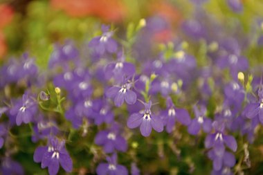 Makroda çiçek açan lobelia, seçici odaklanma. Açık hava çiçekleri. Mavi lobelia çiçeği. Doğal çiçek bitkisi. Çiçek açan arka plan. Çiçek lobelia mavi arka plan. Lobelia çiçeği.