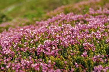 Yaz doğası. Çiçek açan bitki. Yaban çiçeğinin filizlenme çiçeği. Dağ keneviri çiçeği. Pembe dağ keneviri çiçeği. Doğada dağ keneviri çiçeğinin kır çiçeği olan çayır..