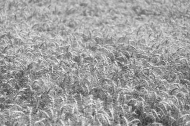 Altın buğday arka planda kulaklar. Tarımsal tarla manzarası, buğday manzarası, güzel bir yaz manzarası. Ekin tarlası. Tahıl hasadı. Altın çivi. Buğday tarlası. Altın buğday tarlası. Organik arpa.