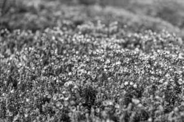 Doğada dağ keneviri çiçeğinin kır çiçeği olan bir çayır. Yaz doğası. Çiçek açan bitki. Felsefe çiçeği, manzara falan. Dağ keneviri çiçeği. Pembe dağ keneviri çiçeği..