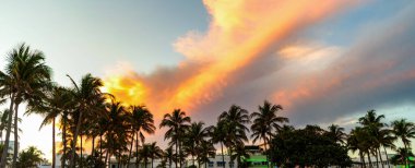 Egzotik doğa. Palmiye ağacı. Miami, Florida 'da yaz tatili. Güneşli bir günde palmiye ağacı. Miami 'de tropik bir sahil. Palmiye ağacıyla tropik bir açık hava sahnesi. Tropik yaz tatili.