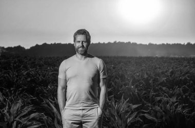 Hispanik olgun çiftçi kırsal işçi günbatımında hasat tarlasında duruyor, mısır tarlası çiftliği hasat ediyor..