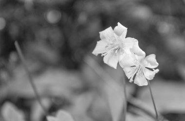 Doğada Lily çiçeği. Yaz doğası. Çiçekli eritranyum beyaz renk. Nilüfer çiçeği. Çiçek doğası. Eritranyum montanyum çiçeği. Nilüfer çiçeğinin narin taç yaprakları.