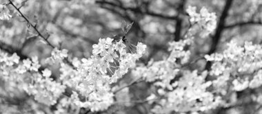 Güzel bir bahar sezonu. Mavi gökyüzüne karşı pembe Sakura çiçeği. Bahar doğası. Çiçekli Sakura ağacı. Çiçek açan Sakura. Sakura çiçeği ve çiçek. Seçici odak.