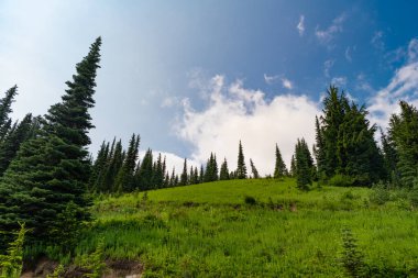 Karışık ormanın doğası. Manzaranın doğası. Manzaralı orman manzarası. Ormanlı tepe manzarası. Doğa dağ ormanı. Dağdaki yeşil orman manzarası. Vahşi çam korusu.