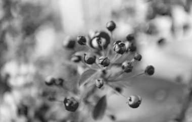 bahar sakura çiçeği tomurcuğu. Dalda sakura çiçeği. Sakura çiçeğinin çiçek açtığı fotoğraf. bahar sakura çiçeği.