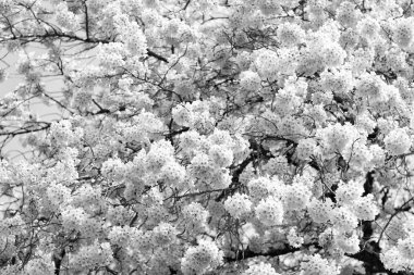 sakura tender flower on branch of tree, selective focus. spring nature.