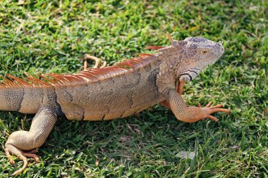 Egzotik sürüngen hayvanı. Vahşi yaşam hayvanı. Tropikal yağmur ormanlarındaki sürüngen hayvan. Vahşi yaşam hayvanat bahçesi ormanı. Ormanda iguana kertenkelesi. Amerikan iguana otçul kertenkelesi. Egzotik iguana sürüngeni. İguana türleri.