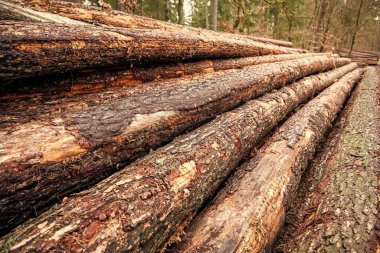 Kereste kesiyorum. Tarım ve ormancılık. Çam ağacı gövdesi. Timber ürün deposu. Ahşap kereste malzemesi. Yumuşak kereste. Ağaç kütüğü, kereste kütüğü. Çevresel sorunlar. Ağaç gövdesi yığını.
