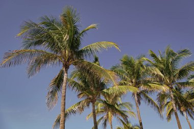Palmiye ağacıyla tropik bir açık hava sahnesi. Tropik yaz tatili. Egzotik doğa. Palmiye ağacı. Miami güney sahilinde yaz tatili. Kaliforniya palmiyesi. Miami 'de tropik bir sahil. Palmiye püsküllü plaj.