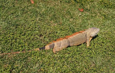 Egzotik iguana sürüngeni. Egzotik sürüngen hayvanı. Vahşi yaşam hayvanı. Doğadaki sürüngen hayvan. Vahşi yaşam hayvanat bahçesi ormanı. Tropikal ormanda iguana kertenkelesi. Madagaskar iguana otçul kertenkelesi. Yağmur ormanı iguanası.