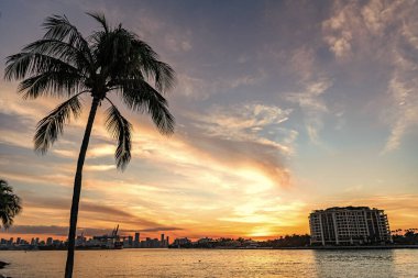 Miami silueti. Miami 'nin gündoğumu. Palmiyeli şehir silueti manzarası. Miami gün batımı. Gökdelen binası. Şehir manzarası, bina ile birlikte gün batımı. Şehir mimarisi. Avuç içi ve gün doğumu.