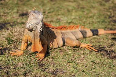 Tropikal ormanda iguana kertenkelesi. Vahşi iguana kertenkelesi. Egzotik iguana sürüngeni. Egzotik sürüngen hayvanı. Vahşi yaşam hayvanı. Doğadaki sürüngen hayvan. Vahşi yaşam hayvanat bahçesi ormanda. Tropikal iguana habitatı.