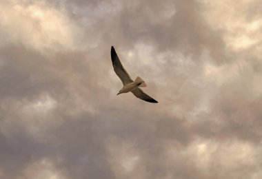 Bulutlu gökyüzünde martı. Yalnız bir martı yalnız uçuyor. Martı gökyüzünde yüzüyor. Martı kuşu. Hayvan ve doğa. Martı kuşu suyu gözlemliyor. Gagalı ve tüylü martı.