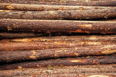 Tahta kütük arka planı. Yakacak odun odunu kesiyorum. Odunlar odun yığınıydı. Kereste kesiyorum. Tahta arka plan. Ahşap kütüğün arka planı. Ağaç kütüğü kışa hazır. Ahşap yakıt.