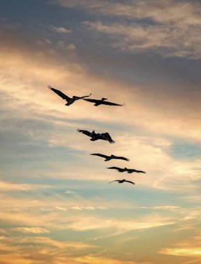 Kuş sürüsü. Göç sırasında pelikan uçuşu. Kuş düzende uçuyor. Kuşlar göç ediyor. Pelikan kuşu sürüsü. Göçmen kuşların göçü. Göç eden Pelikan sürüsü V şeklinde uçuyor..