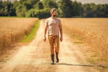 Ürün koruması. Tarım çiftliği. Buğday tarlasında çiftçi. Hasat ve çiftçilik. Tarlada çiftçi. İspanyol çiftçi tarla hasadını kontrol ediyor. Tarımcı çiftçi adam. Güneşli tarım arazileri.
