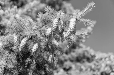 Kozalaklı ağaçların iğnesi. Çam poleni. Noel ağacı doğası iğnesi. Noel ağacı dalı ve koni. Xmas ladini. Yeşil çam dalı. Dalda çam kozalağı. Çam ağacı dalı.