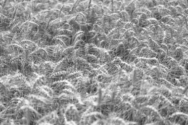 Çavdarlı yaz tarlası. Olgun çavdar tarlasında hasat edilmeyi bekliyor. Çavdar mahsulü. Buğday hasadı. Tahıl tarımı ile tarlada tarım. Organik gıda ekimi. Hasat zamanı.