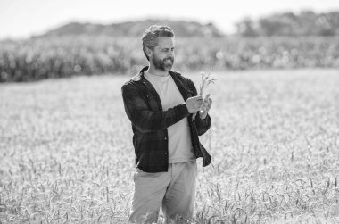 Tarlada çiftçi. İspanyol çiftçi tarla hasadını kontrol ediyor. Tarımcı çiftçi adam. Mevsimlik mahsul rotasyonu. Ürün koruması. Tarım çiftliği. Tarladaki çiftçi. Hasat ve çiftçilik..