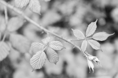 Bahar doğasında yeşil böğürtlen yaprağı, parlak yapraklar, yeşil çevre. Baharda doğa. Yeni bir hayat. Blackberry bitkisi. Böğürtlen yeşili yaprak..