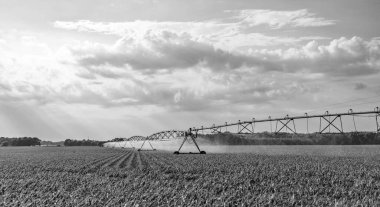 Damlatma sulama sistemi. Ekin sulama. Tarım ve tarım. Kırsal kesimdeki tarımsal tarlaları sulama sistemi. Organik sebze çiftliği. Su püskürtücü sulama alanı.