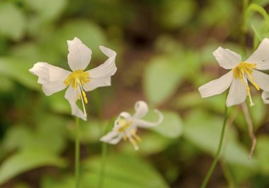 Doğada Lily çiçeği. Yaz doğası. Çiçekli eritranyum beyaz renk. Nilüfer çiçeği. Çiçek doğası. Eritranyum montanyum çiçeği. Nilüfer çiçeğinin narin taç yaprakları.