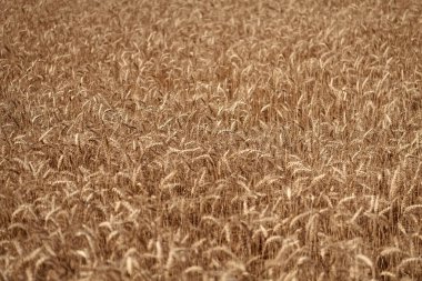 Çavdar mahsulü kulakları. Tarım işi ve hasat. Yazın çavdar tarlasıyla manzara. Tarım arpası ya da çavdar tarlası. Yaz doğası. Tarladaki çivili buğday taneleri. Ekin yönetimi.