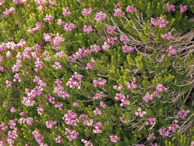 Dağ keneviri çiçeği. Pembe dağ keneviri çiçeği. Doğada dağ keneviri çiçeğinin kır çiçeği olan bir çayır. Yaz doğası. Çiçek açan bitki. Felsefe çiçeği vurgu vurgusu..