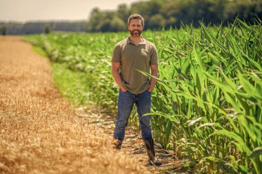 Arazi ve tarım. Mısır tarlasında çiftçi. Hasat mahsulü. Mısır tarlası çiftçisi. Tarımsal mısır tarlası hasat zamanı. Kır çiftçiliği. Ekin tarlasında hasat yapan adam. Tarladaki hasatçıyı.