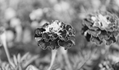 Çiçekli kadife çiçeği. Turuncu Aztek kadife çiçeği. Doğal çiçek tomurcukları. Flora Doğa. Doğada çiçek açan parlak çiçek. Kadife çiçeği. Doğada çiçekli kadife çiçeği.