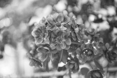 Çiçek açan güzel sakura çiçekleri. Çiçek açan sakura dalda çiçek açıyor. Çiçek açan sakura çiçeğinin fotoğrafı. Çiçek açan sakura çiçeği.
