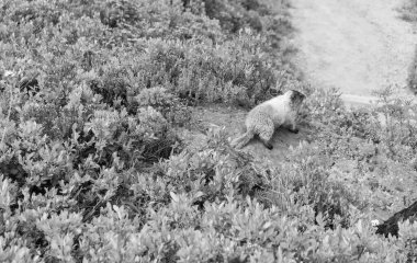 Vahşi yaşam doğası. Marmot capybara. Dağ sıçanı vahşi dağ sıçanı. Dağ kemirgeni. Capybara açık havada. Hayvanat bahçesindeki vahşi hayvan. Parktaki dağ sıçanı. Kemirgen hayvan dağ sıçanı. Kemirgen dağ sıçanı hayvanı. Dağ sıçanı..