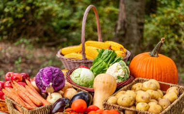 Organik sebze hasadıyla beslenme. Sonbahar sebze hasadı. Yeşil markette hasat. Sağlıklı tarım ve hasat. Vitamin hasadı. Sepet dolusu sebze. Sağlıklı yemek ve diyet.