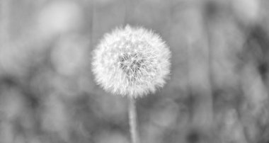 Fluffy Puff of a Fluffy Puff of a Fdelion clock in makro. Çiçek tohumlarını ilkbaharda yaymaya hazırlanır. Karahindiba tohumu doğada. Yumuşak ve kabarık. Karahindiba doğada. Karahindiba çiçeği, botanik.