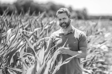 Çiftçi tarım uzmanı. Ekin hasadı. Çiftçi buğdayı kontrol ediyor. Hasat zamanı tarım buğdayı. Kırsal kesim. Tarlada hasat yapan çiftçi adam. Olgun tarım. Sahadaki İspanyol adamı hasat et..