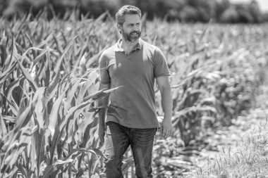 Mısır tarlasında çiftçi. Hasat mahsulü. Mısır tarlası çiftçisi. Tarımsal mısır tarlası hasat mevsimi. Kır çiftçiliği. Ekin tarlasında hasat yapan adam. Güneşli tarlada hasatçı. Arazi ve tarım.