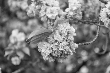 Bahar sakura çiçeği, makro. bahar sakura çiçeği. Dalda sakura çiçeği. Sakura çiçeğinin fotoğrafı..